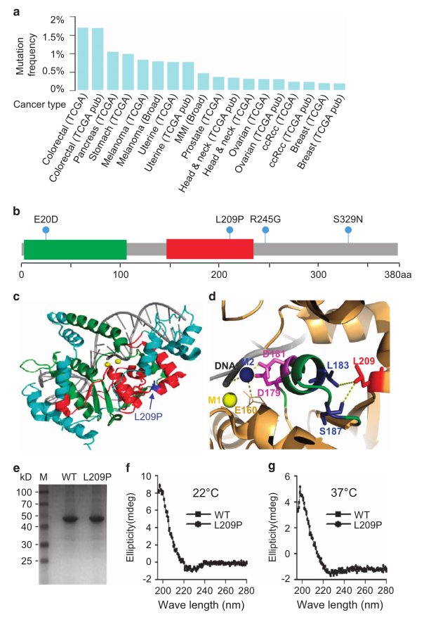 載體構(gòu)建服務(wù)-客戶文獻(xiàn)-輝駿生物.png 載體構(gòu)建服務(wù)-客戶文獻(xiàn)-輝駿生物.png