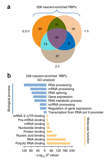 LC-MS/MS蛋白質(zhì)譜鑒定-客戶文獻-輝駿生物.png LC-MS/MS蛋白質(zhì)譜鑒定-客戶文獻-輝駿生物.png