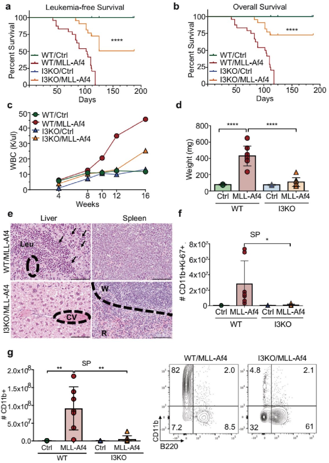 Igf2bp3 缺失延遲白血病發(fā)生并降低疾病嚴(yán)重程度。