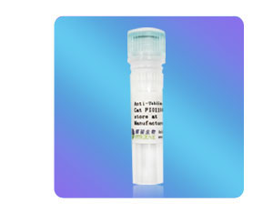 [FI01102] Anti-alpha Tubulin小鼠單克隆抗體