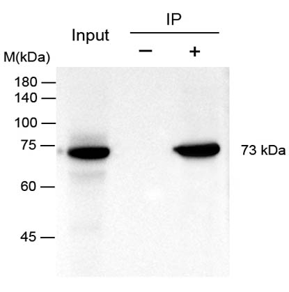 Flag抗體.jpg Flag抗體.jpg