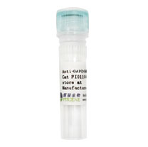 GAPDH小鼠單克隆抗體-高純度,高靈敏度-輝駿生物 GAPDH小鼠單克隆抗體-高純度,高靈敏度-輝駿生物