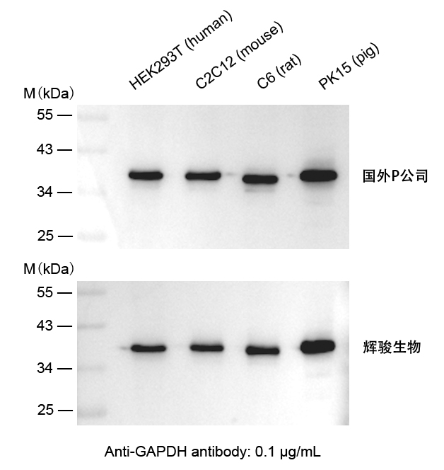 GAPDH抗體-Anti-GAPDH小鼠單抗,價格低,大量現貨-輝駿生物 GAPDH抗體-Anti-GAPDH小鼠單抗,價格低,大量現貨-輝駿生物