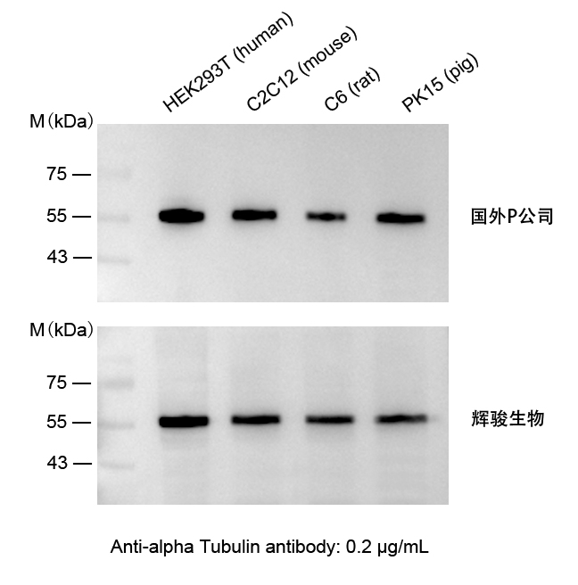 小鼠抗α-Tubulin單克隆抗體-Tublin抗體價(jià)格低,快速制備-輝駿生物 小鼠抗α-Tubulin單克隆抗體-Tublin抗體價(jià)格低,快速制備-輝駿生物
