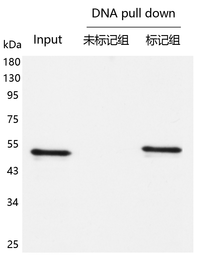 輝駿生物DNA pull down檢測試劑盒使用案例 輝駿生物DNA pull down檢測試劑盒使用案例