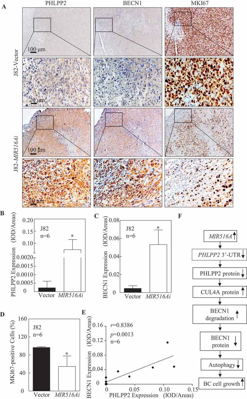 1686729557445034.jpg 1-6.jpg