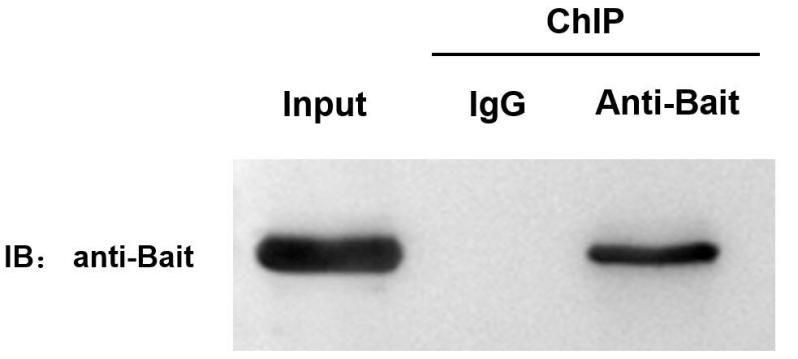 輝駿生物chip試劑盒使用案例-誘餌蛋白的western-blot檢測圖 輝駿生物chip試劑盒使用案例-誘餌蛋白的western-blot檢測圖