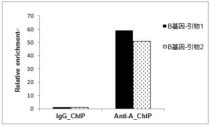 輝駿生物chip試劑盒使用案例-ChIP-qPCR結(jié)果統(tǒng)計圖 輝駿生物chip試劑盒使用案例-ChIP-qPCR結(jié)果統(tǒng)計圖