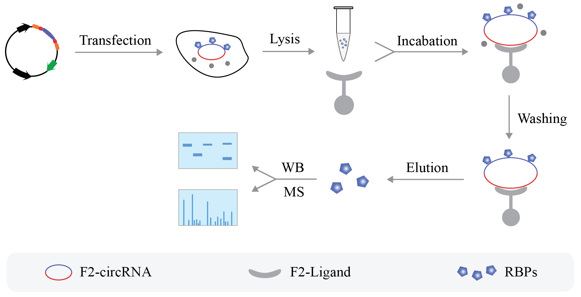 輝駿生物circRNA pull-down-環(huán)狀RNA實(shí)驗(yàn)流程圖.jpg 輝駿生物circRNA pull-down-環(huán)狀RNA實(shí)驗(yàn)流程圖.jpg