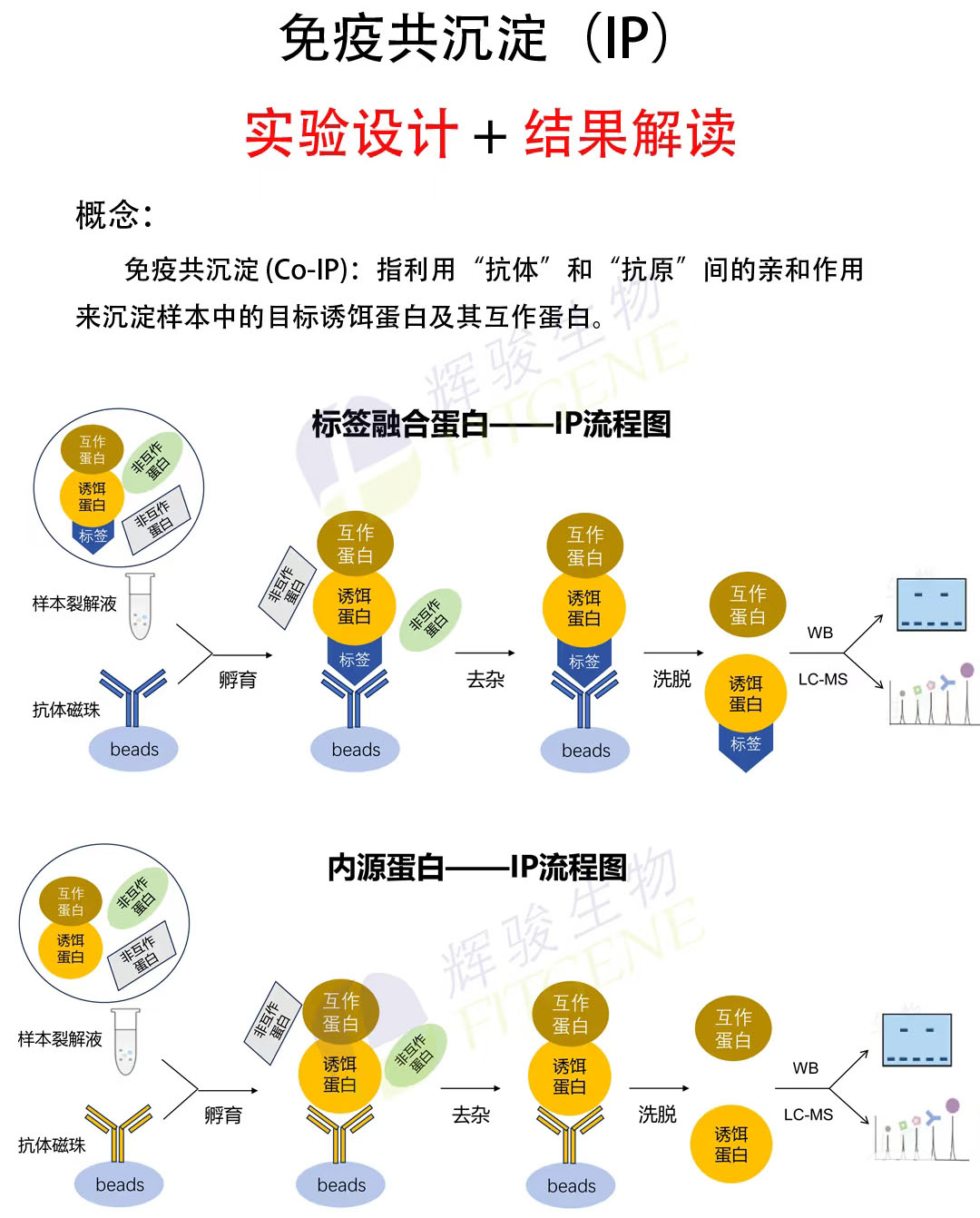 輝駿生物IP實(shí)驗(yàn)流程圖-IP實(shí)驗(yàn)外包價(jià)格低-文章多 輝駿生物IP實(shí)驗(yàn)流程圖-IP實(shí)驗(yàn)外包價(jià)格低-文章多