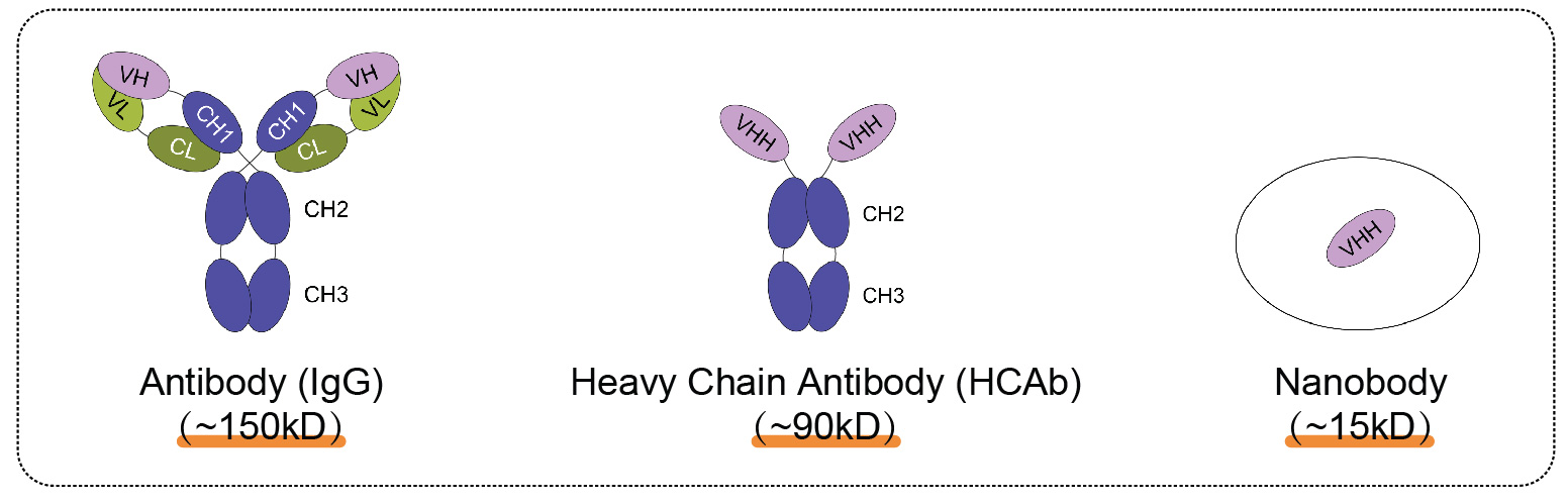 輝駿生物ChainFree? HA納米抗體磁珠-無輕重鏈污染-高效完成COIP