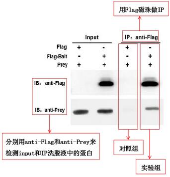 圖3 標(biāo)簽蛋白Co-IP實(shí)驗(yàn)結(jié)果解析圖-輝駿生物