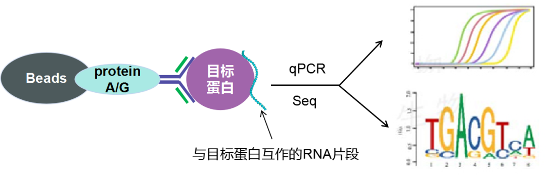 RIP實(shí)驗(yàn)原理-輝駿生物RIP實(shí)驗(yàn)到投稿 RIP實(shí)驗(yàn)原理-輝駿生物RIP實(shí)驗(yàn)到投稿