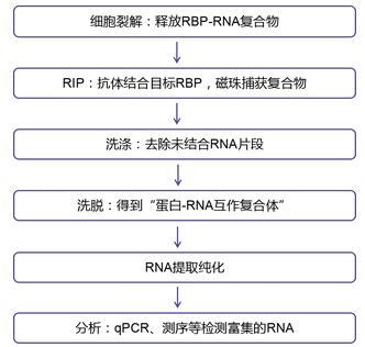 RIP實(shí)驗(yàn)步驟圖.jpg RIP實(shí)驗(yàn)步驟圖.jpg