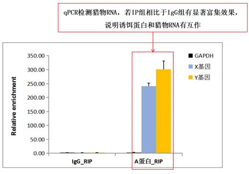 RIP組相對(duì)于IgG組的富集圖.jpg RIP組相對(duì)于IgG組的富集圖.jpg