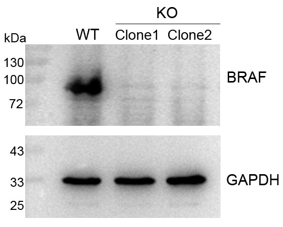 ?輝駿生物CRISPR基因敲除細(xì)胞株-6周交付-無效全額退款.jpg ?輝駿生物CRISPR基因敲除細(xì)胞株-6周交付-無效全額退款.jpg