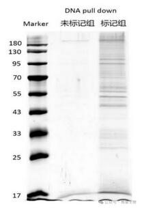 DNA pull-down蛋白銀染圖.jpg DNA pull-down蛋白銀染圖.jpg