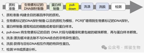 DNA pull-down實驗步驟-輝駿生物.jpg DNA pull-down實驗步驟-輝駿生物.jpg