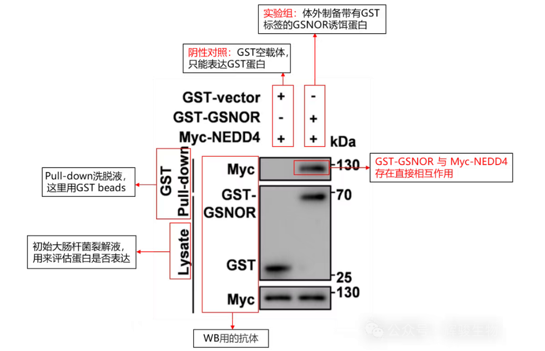 Pull-down 實(shí)驗(yàn)文獻(xiàn)解讀-輝駿生物.png