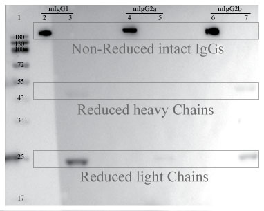 Anti-Mouse IgG for IP, VHH-輝駿生物IP專用二抗-無(wú)輕重鏈污染.jpg