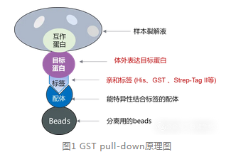 GST pull-down原理圖-輝駿生物GST pulldown價(jià)格低-周期短.png GST pull-down原理圖-輝駿生物GST pulldown價(jià)格低-周期短.png