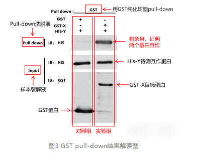 GST pull-down結(jié)果解讀圖-輝駿生物pulldown實(shí)驗(yàn)外包.png GST pull-down結(jié)果解讀圖-輝駿生物pulldown實(shí)驗(yàn)外包.png